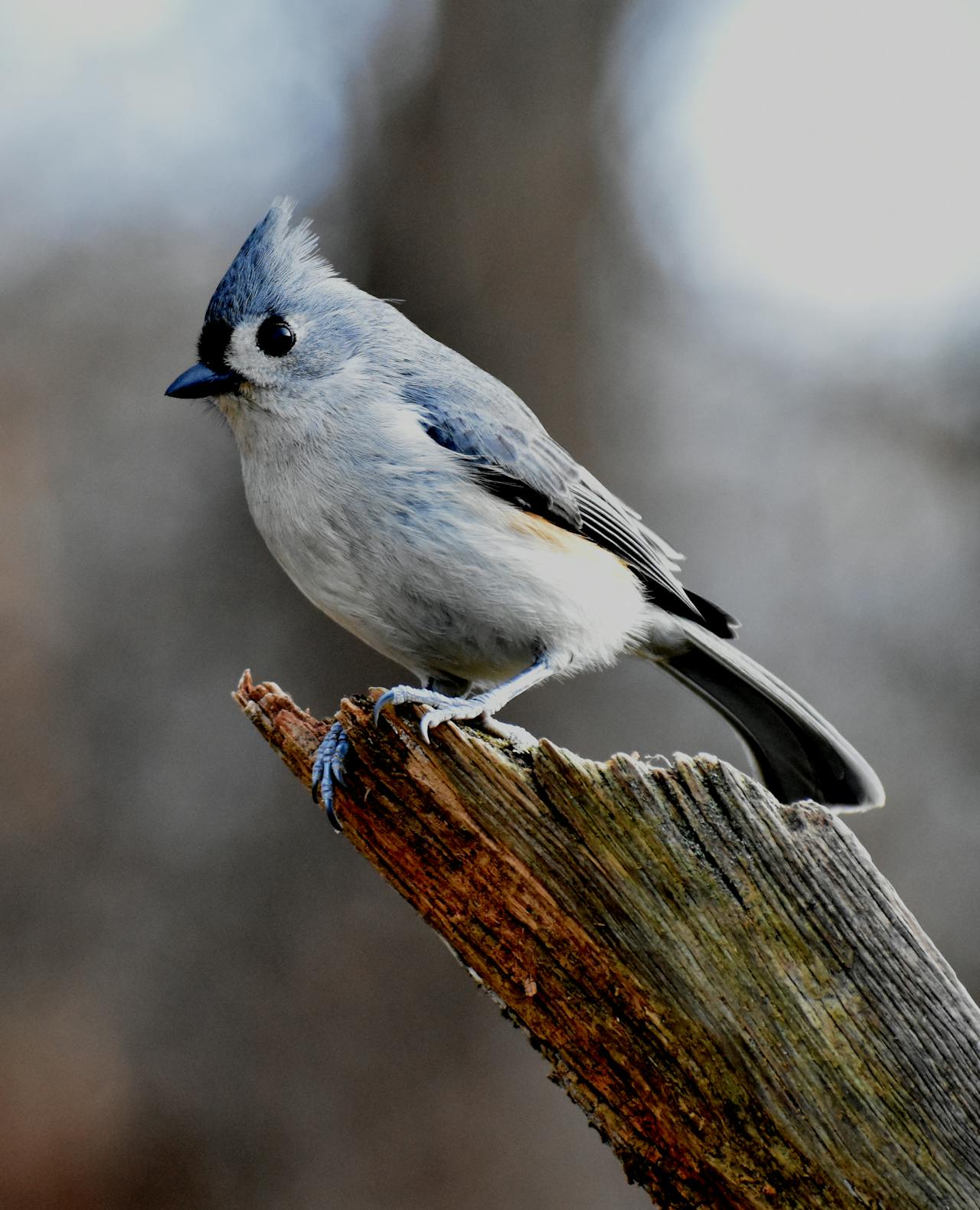 Birds & Widlife